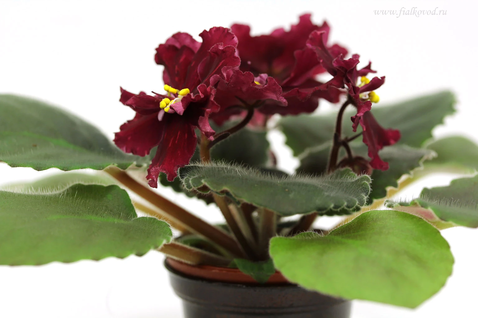 АВ-855-348, сеянец