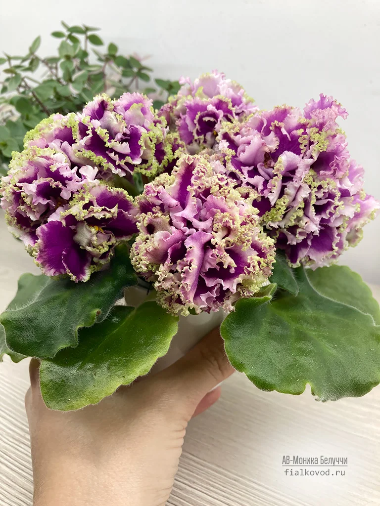 Жалаңаш порно модельдер Украиндық секс